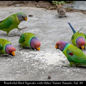 Downpour and Thunder