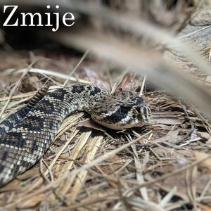 Zmije