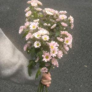 Дурлаагүй Байсан Бол