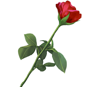 Rose（翻自 May）