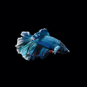 HAnks（StarDust remix）