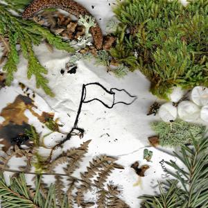 Peace Treaty (feat. EARTHWALKER)