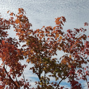 星くずボーイ