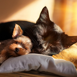 Silence Is The Favorite Toy