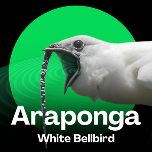 Araponga Som da Floresta