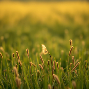 Святая Русь