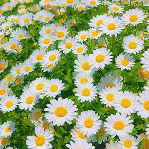 虹に蜂毒