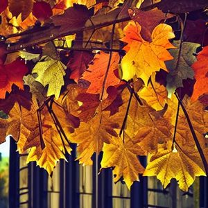 秋雨为我倒满了酒