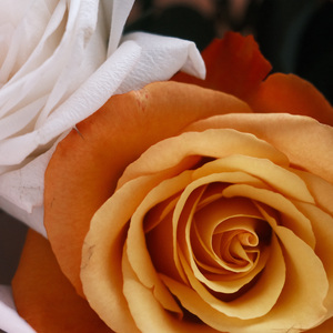 Orange grows (acoustic)