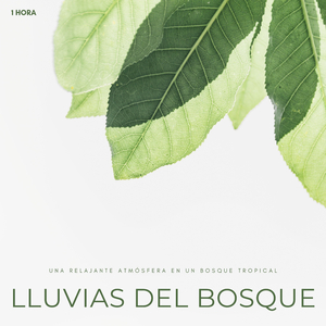 Lluvias Del Bosque: Una Relajante Atmósfera En Un Bosque Tropical - 1 Hora