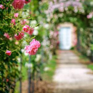Gül Bahçem (Birsen Eker'in şiirinden)