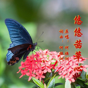 悠悠茜草心(何焕洲原唱) 伴奏版