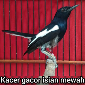 Kacer Gacor Isian Mewah (Live)