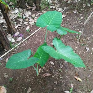 Bersembunyi di balik doa