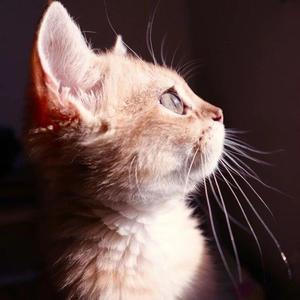 你说（翻自 欧阳尚尚）