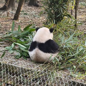 初恋旧爱新欢（大耀翻唱）