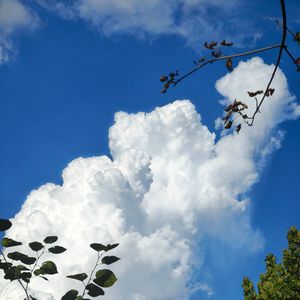 春韶桂花