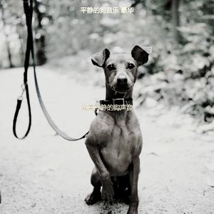 安静的可爱的狗声音