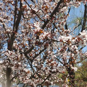 冬梦春花（prod by Lisure）