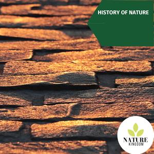 Background Northern Flciker Chirping