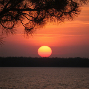 花海