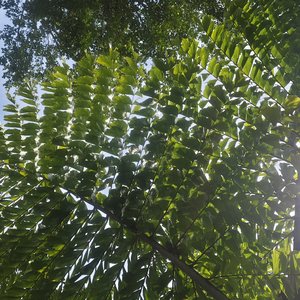 良辰共喜 (1).mp3