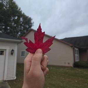 (Maple Leaf Mix) Blacklist Blues