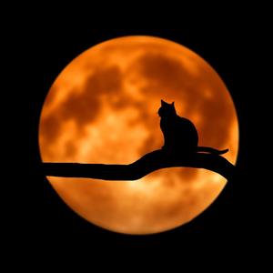 NOAPTE, MI-E DOR (feat. Ademona, Cătălin B & NORA O TARA)