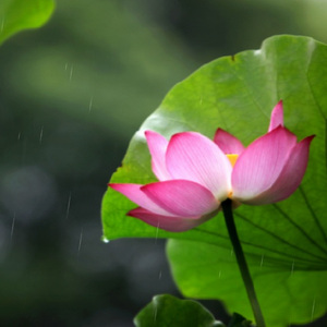 大慈大悲观世音菩萨