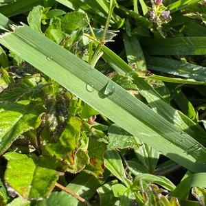 Tear drops make great morning dew (Sped Up)