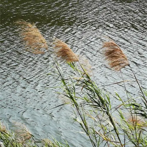 我是一棵向日葵