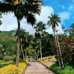 适合办公事务天然的音乐