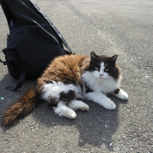 MEOW