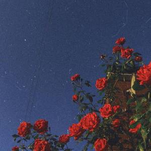 我们在夏枝繁茂时再见