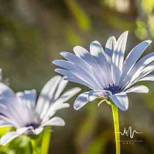 钟声打坐 (打坐空灵鼓)