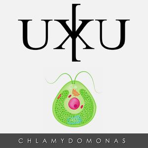 Chlamydomonas