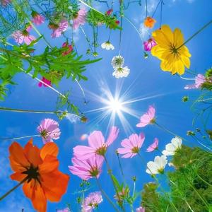 《花语》演唱 - 词曲/王效拉