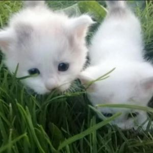 “Unrequited love” pluggnb X Jerk type beat