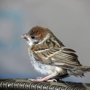 04小麻雀想念妈妈