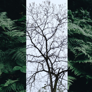 空条徐伦处刑曲（59FPS remix）