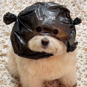 唐僧骑马咚那个咚（DJ）