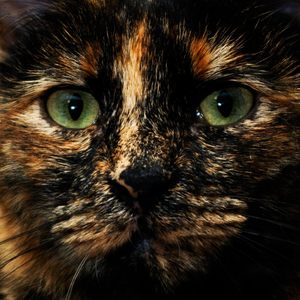 I Ain't the One (ft. Pip Skid & Skratch Bastid)