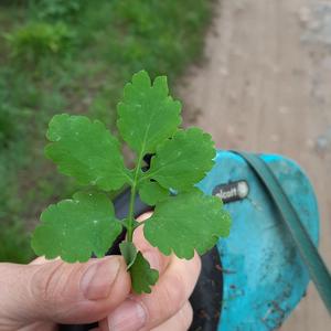 Honor i poświęcenie