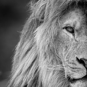 Terry - [FREE] '暗影动物' Shadow Animals ＂DrillBeat＂