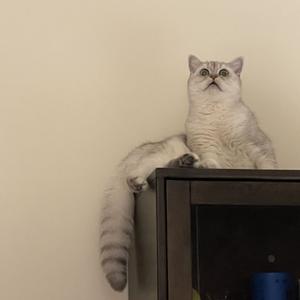 First Love（粤语版）