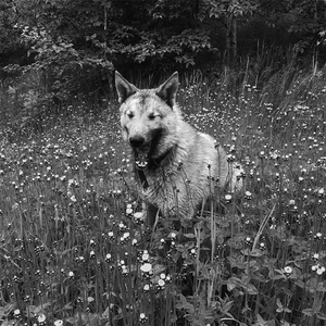 пд2 (Instrumental)