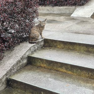 治愈别人 无法治愈自己