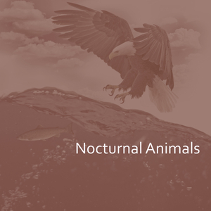 Spotlight (Original Track)