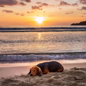 Viaje De Relajación Canina