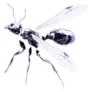 LES FOURMIS VOLANTES